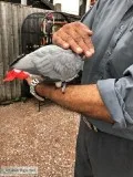DNA Home Seeking Parrot For Rehoming