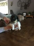 Rough Collies
