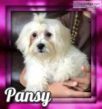 Pansy Female Shih-Chon Teddy Bear
