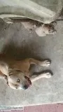 BULLY PUP