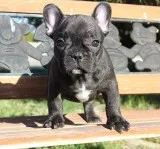 AKC BlueTri Carrier French Bulldog Puppy Girl (Navi)
