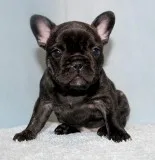 AKC BlueTri Carrier French Bulldog Puppy Girl (Rena)