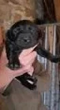 Calumnes Labrador retriever puppies
