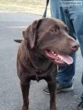 AKC Chocolate Labrador