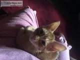Simba