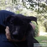 4 pups for sale.