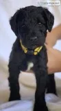 Goldendoodle Puppies