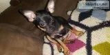 Chiauauas puppies  9 weeks old