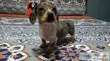 full blood dachshund puppies rare no papers DELIVERED