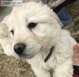 English Cream Retrievers