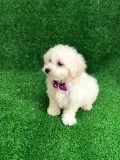 Maltese cross Poodle Maltipoo Puppies