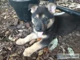 German Shepherd puppy