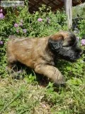 Soft coated wheaten terrier