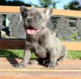 AKC BlueTri Carrier French Bulldog Puppy Boy (Len)