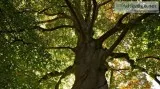 Hire Professional Tree Surgeon in Walton on Thames at an Afforda