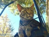 Lost large cat