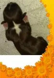 Imperial Shihtzu Female Puppies