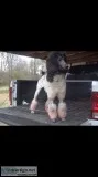 Akc st poodles