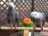 Tame talking baby congo african greys
