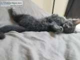 Rehoming a kitten