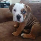 IOEBA registered Olde English Bulldogges