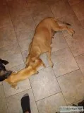 Yellow lab mix