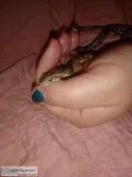 Anery corn snake