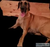Akc dane babies