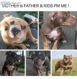 AMERICAN BULLIES