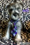 miniature schnauzers