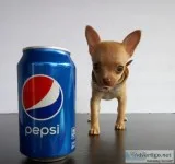 Micro mini and teacup Size Chihuahua Shots and Papers