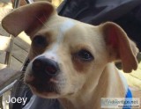 Daycare and boarding for pets