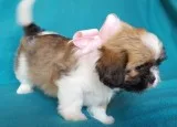 Very friendly awesome potty trained Lhasa Apso puppies for sale