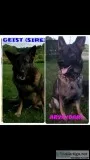 AKC GERMAN SHEPHERD PUPS