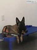 Trained Dog for Sale