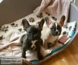 French Bulldog Puppies
