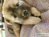 2 jindo purebred puppies(both females)