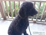 Bernedoodle F1b male 6mths curly