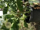 Fruit Trees Asstd. Palms  Asstd. TeaLeaf And Garden and home acc