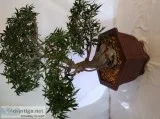 30 YEAR OLD LARGE BONSAI FOR SALE