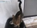 2 year old cat spade great rat catcher
