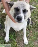 Female Akita