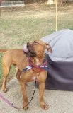 Free Male Boxer Mix Dog -  Dixon needs a loving home