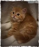 Scottish FoldStraight Kittens Available for Adoption in Jacksonv
