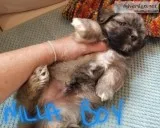 AKC Havanese soft and sweet