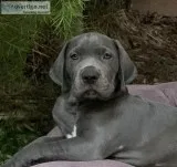 GREAT DANE PUPPIES-AKC