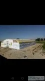For Pig farming investors