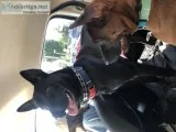 Thai ridgebacks