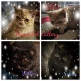 Exotic Short Hair Kitten Available for Adoption in Jacksonville 
