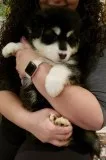 SIBERIAN HUSKY PUPPIES